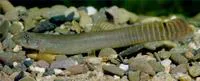 Aborichthys elongatus