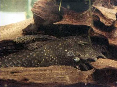 Ancistrus temminckii