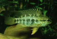 Apistogramma macmasteri