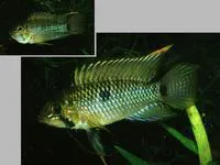 Apistogramma steindachneri