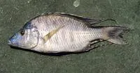 Aulonocara rostratum