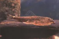 Beaufortia kweichowensis