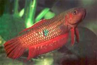 Betta coccina