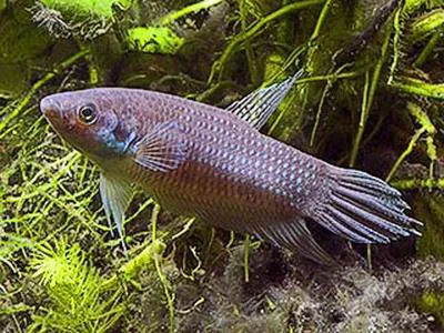 Betta raja