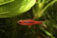 Boraras brigittae