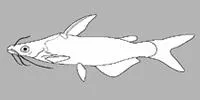 Cranoglanis caolangensis