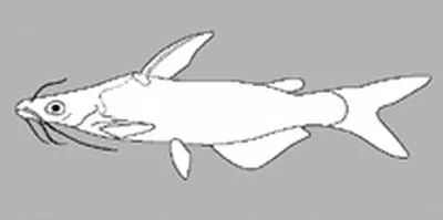 Cranoglanis caolangensis