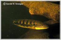 Crenicichla lenticulata
