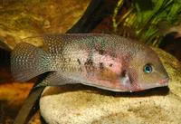 Cryptoheros panamensis