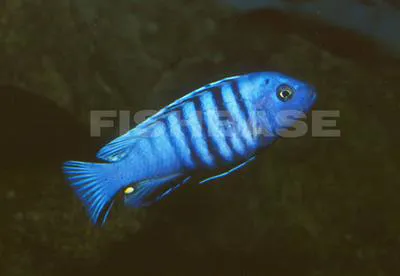 Cynotilapia afra