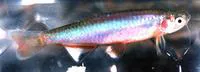 Danio roseus