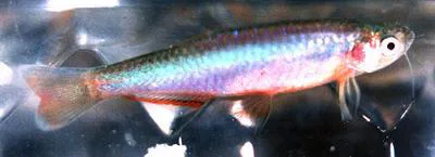 Danio roseus