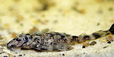Dekeyseria pulchra