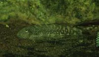 Gastromyzon ctenocephalus
