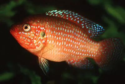 Hemichromis lifalili