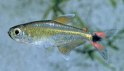 Hemigrammus rodwayi