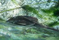 Hypostomus cochliodon