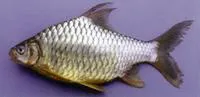 Hypsibarbus wetmorei