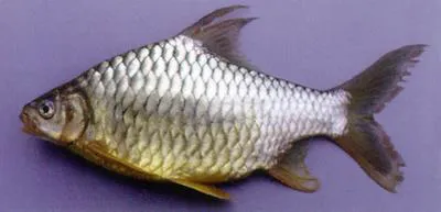 Hypsibarbus wetmorei