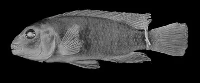 Iodotropheus stuartgranti