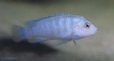 Labidochromis chisumulae