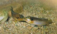 Lamprologus ocellatus