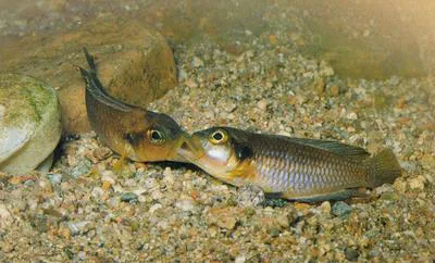 Lamprologus ocellatus