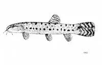 Lepidocephalichthys birmanicus