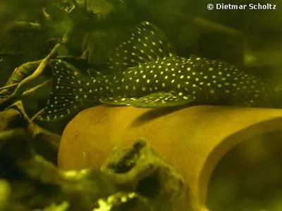 Leporacanthicus galaxias