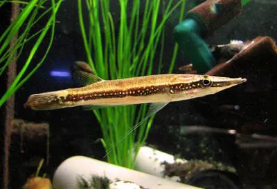 Luciocephalus aura