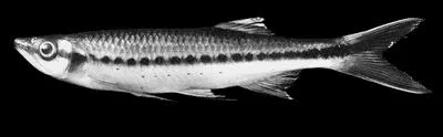 Luciosoma setigerum