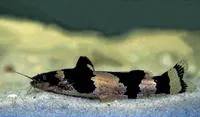Microglanis iheringi