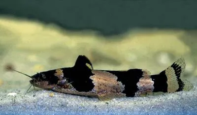 Microglanis iheringi