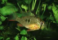 Mikrogeophagus altispinosus