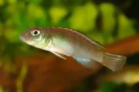 Nanochromis parilus