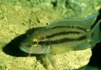 Neolamprologus bifasciatus