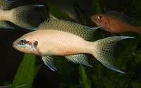 Neolamprologus brichardi