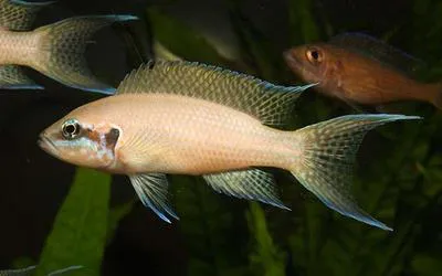 Neolamprologus brichardi