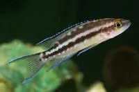 Neolamprologus buescheri