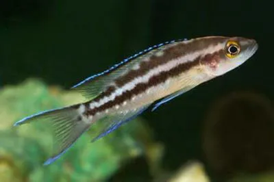 Neolamprologus buescheri