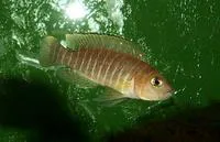 Neolamprologus similis