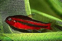 Oneline tetra (Neolebias trewavasae)