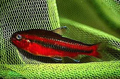 Oneline tetra (Neolebias trewavasae)