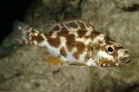 Nimbochromis livingstonii