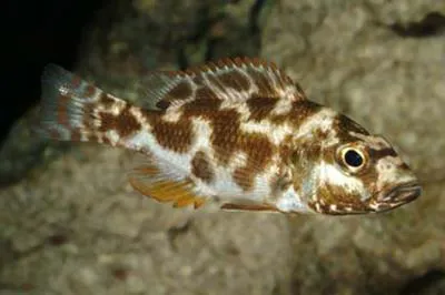Nimbochromis livingstonii