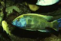 Nimbochromis venustus