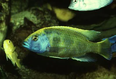 Nimbochromis venustus