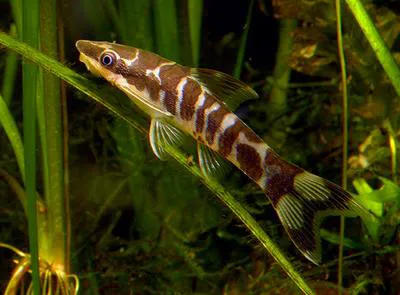 Otocinclus cocama