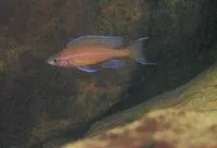 Paracyprichromis nigripinnis