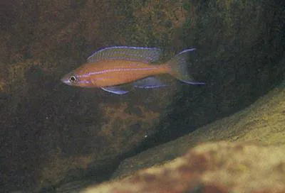 Paracyprichromis nigripinnis
